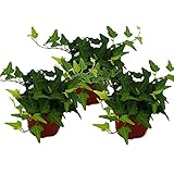 Hedera helix, 3er Set, Efeu, grünlaubig 9cm Topf