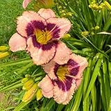 taglilien kräuterpflanzen blumenwiese blumenwiese mehrjährig, herbst deko blumenbeet, exotische winterhart bodendecker 650samen