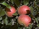 Apfelbaum, Ingrid Marie, Malus domestica, Obstbaum winterhart, alte Sorte rot, im Topf, ca. 175