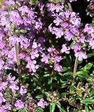 Deutscher Thymian Samen Bodendecker 10000 Samen Thymus vulgaris bienenfreundliche Pflanze | trockenheitsresistent Thymiansamen