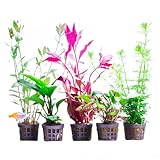Aquabetta Aquarium Pflanzen set I 5X Wasserpflanzen I Alternanthera - Limnophila - Anubias - Cryptocoryne - Hygrophila I Set mit 5 Aquariumpflanzen echt | Einsteiger Aquarienpflanzen