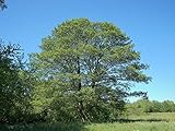 Schwarz-Erle -Alnus glutinosa- Samen - Mengenauswahl- (100)