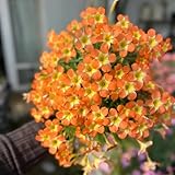 blumenzwiebel, (Oxalis-corniculata) zwiebeln bodendecker gartensamen topfpflanzen balkonblumen pflanzkorb balkon blumen dauerblüher exotische pflanzen garden, blumen knollen 5pcs