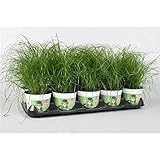 Blumen-Senf Katzengras 5 Pflanzen - Cyperus alternifolius Zumula - zur Verdauungsunterstützung von Katzen