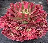 Riesige Sukkulentensamen, 100 Stück, 60 Stück, Rosa