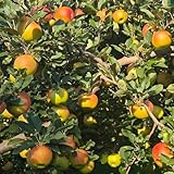 apfelbaum kaufen - garten hochbeet für draußen dekoration wohnzimmer winterharte balkon seltene alte sorten 150samen