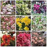 Malus spectabilisSamen - hängend immergrüne winterhart kaufen zimmerbonsai stauden winterhart mehrjährig sträucher 30pcs
