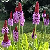 orchideenprimel gartenkräuter für sonnige plätze primula vialii heilkräuter zimmerpflanzen winterharte garten bodendecker zimmerbonsai kräutersamen gartendeko für 200pcs