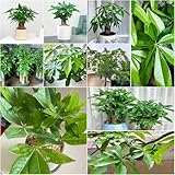 glückskastanie zimmerpflanze balkonpflanzen winterhart, kräutergarten glückskastanie topf winterharte für garten, zimmerpflanzen bonsai balkon 4samen