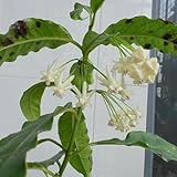 hoya samen bonsai samen, pflanzen balkon blühende rankpflanzen winterhart, mehrjährige blumen winterhart zimmerpflanzen samen, blumenwiese blumen für balkon, steinpflanzen winterhart 10pcs