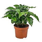 Bloomique - Coffea Arabica - Kaffeepflanze - Pflegeleicht - Luftreinigend - Höhe 20-30 cm - Topf 12 cm