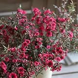300 Pcs Manuka Pflanze Samen - Bäume Kaufen, Zimmerbonsai Bonsai Manuka Samen Bio, Bio Samen Alte Sorten, Baum Pflanzen Grünpflanzen, Gartendeko Für Draußen Balkonpflanzen, Bonsai