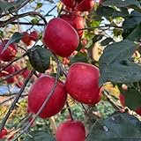 apfelbaum kaufen - winterhart bio balkon gewächshaus garten mehrjährig 550samen