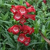 bartfaden pflanze mehrjährig samen - winterharte pflanzen für garten, winterharte blumen bartfaden samen, blumen balkon, garten geschenke für frauen topfpflanzen draußen winterhart, 500pcs