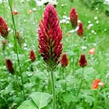 inkarnatkleesamen steingartenpflanzen inkarnatklee gartenkräuter für sonnige plätze balkonpflanzen deko wohnzimmer frühlingsblumen indoor kräutergarten balkonblume blumenwiese 130samen