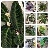 calathea pflanze samen, pflanzen, winterharte pflanzen für garten pflanzensamen, hochbeet samen stauden winterhart mehrjährig, winterharte kübelpflanzen balkonpflanzen winterhart, 100pcs