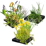 vdvelde.com - Schwimmpflanzeninsel Trio - 25 cm - - Filterpflanzen- 12 wasserreinigende Pflanzen- Platzierung: lose auf dem Wasser