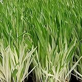 Seeds germination seeds: 50+ Samen: Veränderte Katzengras Samen (Hordeum Vulgare)
