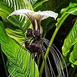 fledermausblume samen, zimmerpflanzen samen, steingarten pflanzen blumen samen, exotische pflanzen winterhart blüten, pflanzen samen pflanzensamen, winterharte blumen exotische 50pcs