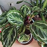 calathea pflanze samen, deko wohnzimmer, pflanzen winterhart draußen blumengarten, extrem winterharte kübelpflanzen deko pflanzen, seeds stauden winterhart mehrjährig, winterharte 50pcs
