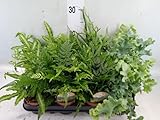 3er Set Zimmerfarn Mix – ca. 30 cm hoch im 12 cm Ø Topf – Luftreinigende Farne für Zuhause, Büro & Wohnzimmer – Pflegeleicht & Dekorativ