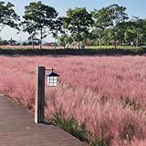 mühlenbergiasamen - winterharte für balkon für draußen deko gewächshaus exotische garten mehrjährig 420pcs
