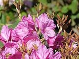 Rhododendron williamsianum Compactum - Rhododendron Hybride - 25-30cm