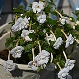 Achimenes, bodendecker winterhart mehrjährig blumensamen balkonpflanzen gartendeko für draußen alte sorten 80Samen