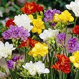 Freesien Blumenzwiebeln - Doppeltblüten Kollektion - 50 Zwiebeln - Mix von 5 Farben - Duftende Pflanzen aus Holland - für Garten, Balkon und Topf (kein Samen, nicht künstlich)