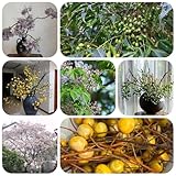 neembaum neem, niembaum, zimmerbonsai blumensamen balkon gartenpflanzen winterhart mehrjährig winterharte garten 200samen