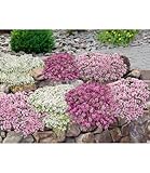 BALDUR Garten Bodendecker-Set Thymian,9 Pflanzen, locken Bienen und Insekten an, intensiver angenehmer Duft, winterhart, trockenheitsresistent, pflegeleicht, ideal für Beet & Naturgarten