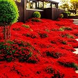 10000+ Stück Thymian, Bodendecker Winterhart Mehrjährig, Roter Kriechender Thymian (Rot, 1 Tüte)