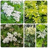 liguster immergrün samen - biosaatgut bonsaibaum garten geschenke geschenke für pflanzenliebhaber baum bonsai samen kübelpflanzen winterhart immergrün blumengarten biosaatgut geschenk 150pcs