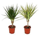 Exotenherz - Set aus 2 verschiedenen Drachenbäumen - Dracaena marginata + Dracaena marginata Bicolor