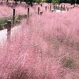 mühlenbergiasamen, winterharte exotische garten 420pcs