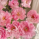 pfingstrosen gartendeko für draußen pfingstroseknollen frühlingsblumen geschenk garten winterharte garten balkonblumen blumenwiese blumenzwiebel balkon winterharte kübelpflanzen 10zwiebeln