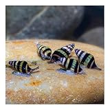 AQ4Aquaristik 5 x Raubschnecke, Clea Helena, Schneckenfresser, Anentome