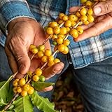 kaffeesamen - kaffee - topfpflanzen draußen winterhart kaffeebohnen samen bonsai baum, bäume kaufen gartenpflanzen winterhart mehrjährig zimmerpflanzen echt samen zimmerbonsai bonsai 85pcs