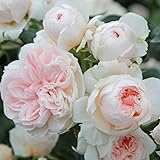 Kletterrose ‘Sabrina ®`ist eine cremeweiß blühende und duftende ADR-Topfrose. Frisch aus der eigenen Gärtnerei mit kräftige Triebe und dichten Wurzeln. Im 6 Liter Topf.