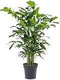 Caryota mitis - Fischschwanzpalme | Exotische Zimmerpflanze | Pflegeleicht & Luftreinigend | Tropische Palme für Innenbereiche | Höhe ca. 120-140 cm