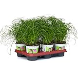 6x Katzengras - Cyperus zumula - Futterpflanze