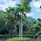 Palmensamen, kaufen gartenarbeit geschenk seltene garten gartenkräuter alte sorten baumsamen topfpflanzen draußen 15pcs