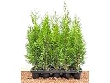 Edel Thuja Smaragd immergrüner Lebensbaum Heckenpflanze Zypresse im Topf gewachsen 40 cm (15 Stück)