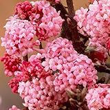 Gardeners Dream Schneeball Pflanze Viburnum Bodnantense 'Dawn' - Sträucher Winterhart Blühend - Ideal als Winterharte Pflanzen für Garten, Winterharte Kübelpflanzen & Winterharte Balkonpflanzen