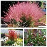 3 x Rote Ziergras Kollektion im 1 Liter Topf (Ziergras/Gräser/Winterhart/Mehrjährig/Staude/Stauden) Drei Gräser, die Farbe und Bewegung vereinen - Blickfang - von Stauden Gänge