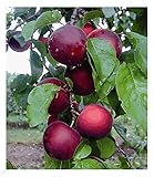 BALDUR Garten Cherrykose®' Kreuzung aus Kirschpflaume & Aprikose, 1 Pflanze, winterhart, mehrjährig, pflegeleicht, P. salicina x P. armeniaca, selbstfruchtend, Obstgehölze, Obst-Rarität