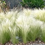 Sylter Ziergras Stipa tenuissima 'Pony Tails' im Topf (Ziergras Gräser Stauden winterhart) Federgras Engelshaargras - Ein Hauch der Nordsee in ihrem Garten (5)