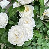 rosensamen gartensamen gartenkräuter kletterrosen winterhart extrem winterharte kübelpflanzen kräutersamen kräuterpflanzen mehrjährige blumensamen sträucher winterhart blühend 150samen