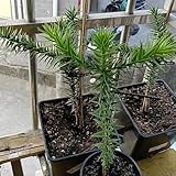 araucaria araucana samen, winterfeste pflanzen für garten bonsai tree bäume pflanzen exotische pflanzen winterhart topfpflanzen draußen winterhart grünpflanzen, gartendeko für draußen 200pcs