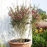 150 Pcs Manuka Pflanze Samen - Grünpflanzen, Gartendeko Für Draußen Manuka Samen Bio, Pflanzen Balkon, Deko Wohnzimmer Balkonpflanzen, Bonsai Tree, Flower Seeds Topfpflanzen Draußen